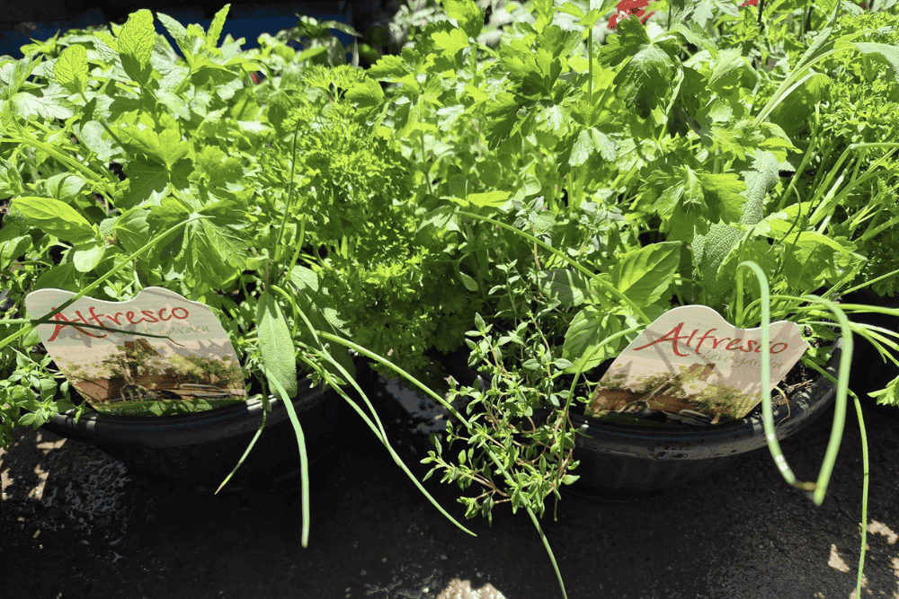 Herbs galore